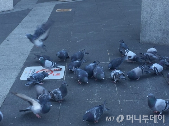 서울 종로구 한 거리에서 비둘기들이 바닥에 떨어진 음식물을 먹고 있다. /사진=이재윤 기자