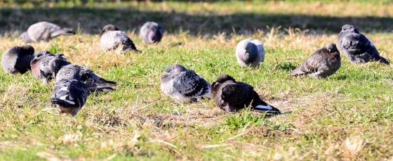 비둘기들이 추위를 견기기 위해 햇볕을 쬐며 몸을 웅크리고 있다. /사진=뉴시스