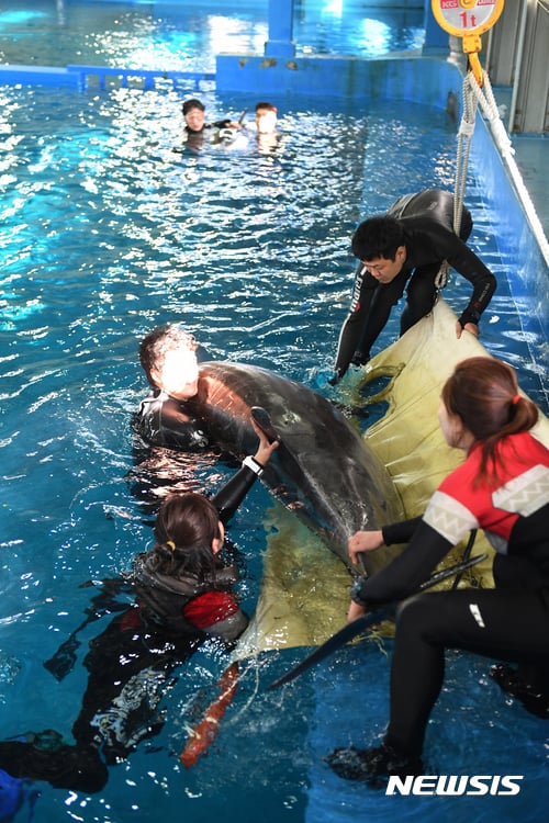 울산광역시 남구 '장생포 고래생태체험관'에 수입된 돌고래 1마리가 돌연 폐사했다. 사진은 지난 9일 일본에서 수족관으로 옮겨지는 모습. / 사진=뉴시스