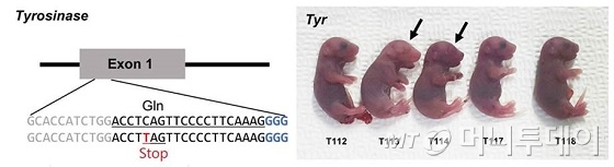 염기교정 유저자가위로 Tyrosinase 유전자가 교정된 생쥐/자료=IBS