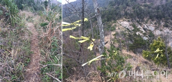 전남 진도군 동거차도 절벽으로 향하는 오솔길.(왼쪽) 숲길 중간중간에도 노란 리본이 달려 있다. 리본을 이정표 삼아 걸으면 절벽으로 갈 수 있다./사진=방윤영 기자
