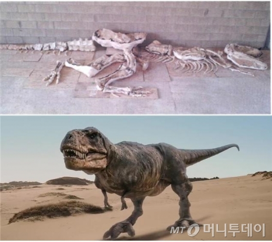 '타르보사우르스 바타르'는 중생대 백악기 후기 내몽골(고비사막) 지역에 서식했던 대형 육식 공룡으로 '티라노사우르스'와 생김새가 유사하다. /사진=대검찰청