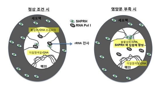 세포가 영양분이 충분한 경우에는 SHPRH 단백질은 리보솜의 DNA 프로모터에 포진돼 있다. 이 단백질은 엠토 효소를 이용해 DNA 프로모터에 결합하고, SHPRH단백질에 RNA 중합효소가 직접 결합, 리보솜 DNA의 전사가 진행된다. 그러나 세포가 영양분이 부족한 경우에는 SHPRH 단백질이 서로 응집해 집합체를 형성한다. 이렇게 형성된 SHPRH 단백질 집합체는 RNA 중합효소와 결합할 수 없어 리보솜 DNA의 전사과정이 억제된다. 즉, 단백질 합성 공장인 리보솜의 생성이 억제되면서 단백질 생산량이 줄어들게 된다/자료=IBS