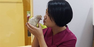 말려들어간 눈꺼풀을 꺼내고 주변 피부를 당겨서 수술하는 모습(왼쪽 위)과 수술이 끝난 왼쪽 눈의 모습(왼쪽 아래). 오른쪽은 수술 며칠 뒤 내원한 강아지.