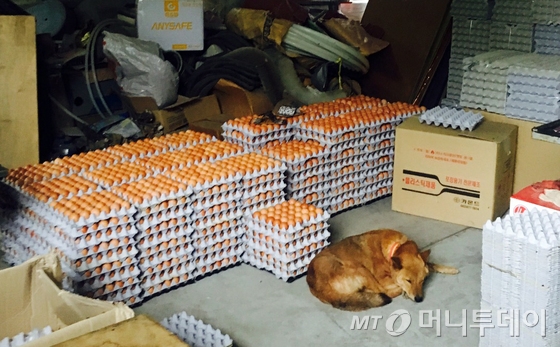 유럽에서 파문이 일고 있는 '살충제 달걀'이 국내에서도 발견됐다. 유럽에서 수입된 달걀이 아니라 국내 생산 달걀로, 정부는 전국 농가의 달걀 출하를 잠정 중단했다. 농림축산식품부는 국내 친환경 산란계 농장을 대상으로 일제 잔류농약 검사를 실시하던 중 전날(14일) 경기도 남양주시 A 산란계 농가에서 피프로닐(Fipronil) 살충제 성분이 검출됐다고 15일 밝혔다. 경기 광주시 B 산란계 농가에서는 또 다른 살충제 성분인 비펜트린(Bifenthrin)이 기준치를 초과해 검출됐다. 사진은 15일 오전 살충제 성분이 검출된 경기 남양주시 산란계 농가 창고에 출하가 금지돼 쌓여있는 달걀 모습. 2017.8.15/뉴스1  <저작권자 © 뉴스1코리아, 무단전재 및 재배포 금지>