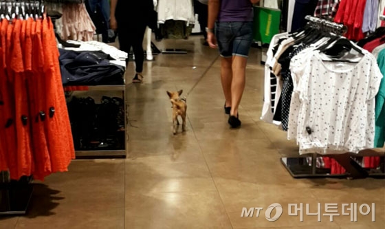 미국의 한 옷가게에서 강아지가 보호자와 걷고 있다.