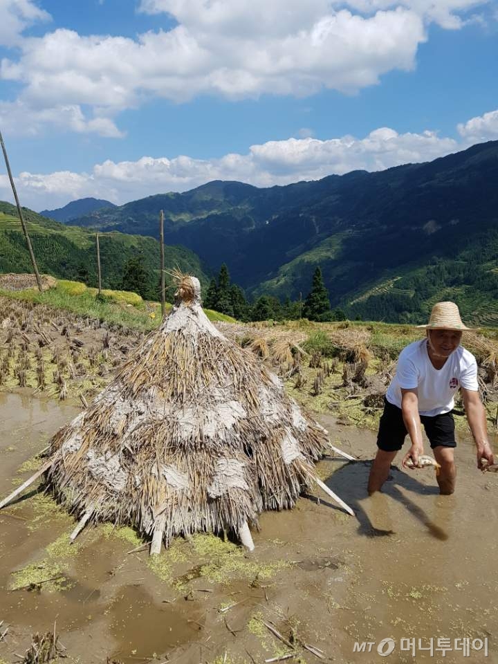 구이저우성 첸둥난주 충장현 자뱡향 중부지역에 위치한 자방 계단식 논 지대에서 한 주민이 논에 키우는 물고기를 잡아 보여주고 있다./ 사진=진상현 베이징 특파원