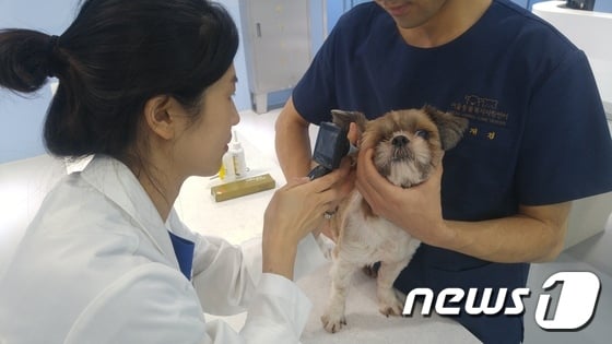 서울동물복지지원센터는 아픈 유기동물들을 치료하고 입양을 주선한다. (서울시 제공)© News1