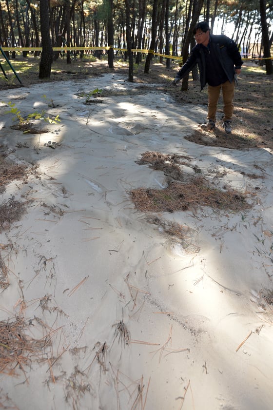 20일 경북 포항시 남구 송도동 테마거리가 있는 송림숲 곳곳에서 액상화 현상이 발견됐다.이곳은 시민들의 산책과 운동장소 등으로 사용되는 곳이다. /사진=뉴스1