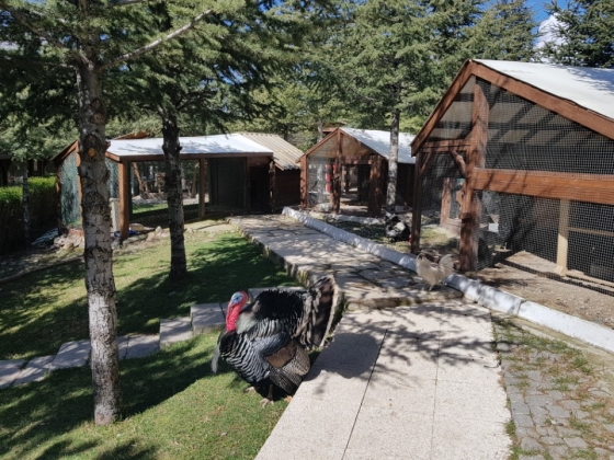 만버스 터키 앙카라 공장 내 동물원/사진=장시복 기자