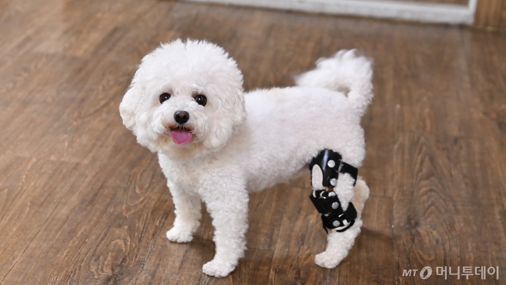 왼쪽 다리가 불편한 반려견이 김정현 대표가 만든 보조기를 착용하고 있다. /사진=이상봉 기자