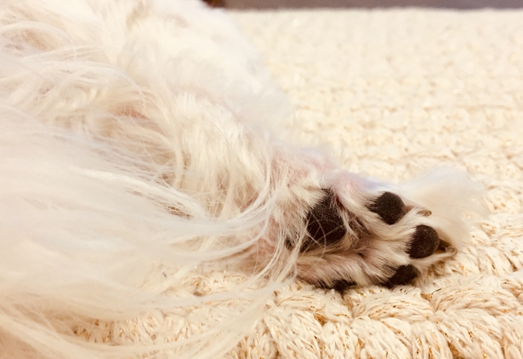 반려견 '똘이'의 발바닥. 잘 때 몰래 촬영했다./사진=남형도 기자