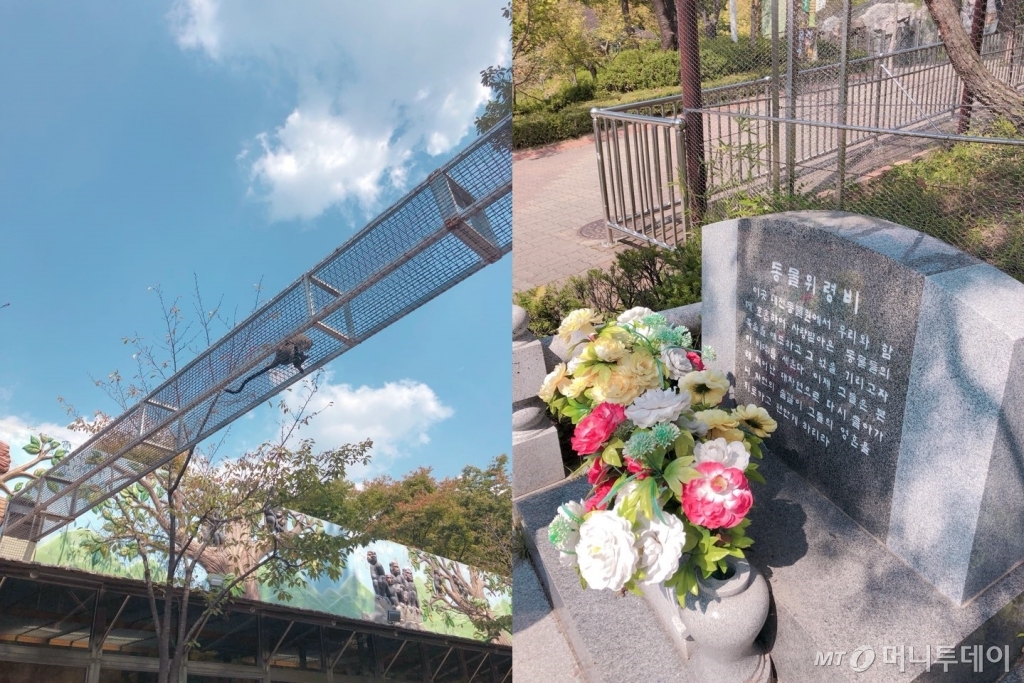 지난달 18일 대전동물원에서 사육사 관리 부실로 탈출했다 이날 밤 사살된 퓨마 '호롱이'의 생전 모습./사진=온라인 커뮤니티