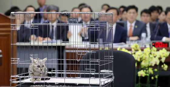 10일 정부세종청사에서 열린 국회 정무위원회 국정감사에서 김진태 자유한국당 의원의 질의를 위해 가져온 벵갈고양이가 놓여져 있다.   김 의원 측은 대전동물원에서 퓨마가 탈출, 사살된 것에 대한 질의를 위해 퓨마와 비슷한 벵갈고양이를 가져왔다고 밝혔다. 2018.10.10/뉴스1  <저작권자 © 뉴스1코리아, 무단전재 및 재배포 금지>