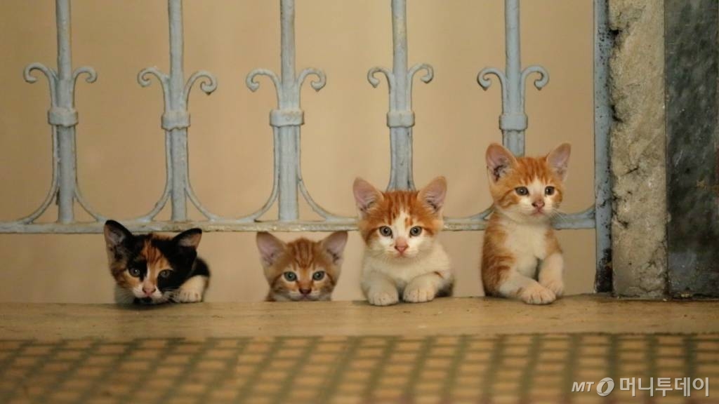 서울 강동구가 지역 캣맘 협의회와 함께 관할 관공서 및 공원 등 60여 곳에서 운영하고 있는 '길고양이 급식소'를 운영해 관련 민원 감소 효과를 얻고 있다. 사진은 암사1동 주민센터에 있는 길고양이 보금자리의 모습. /사진= 유승목 기자