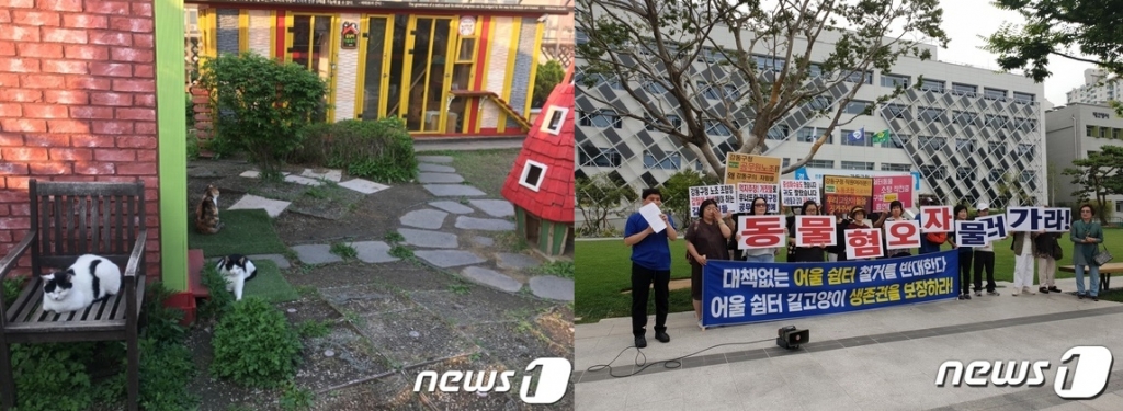 지난 19일 찾은 서울 강동구 성내동 유기동물구조·분양 시설인 '리본센터' 옥상으로 이전한 '어울쉼터'의 모습. 18마리의 고양이가 머물고 있다. /사진= 유승목 기자