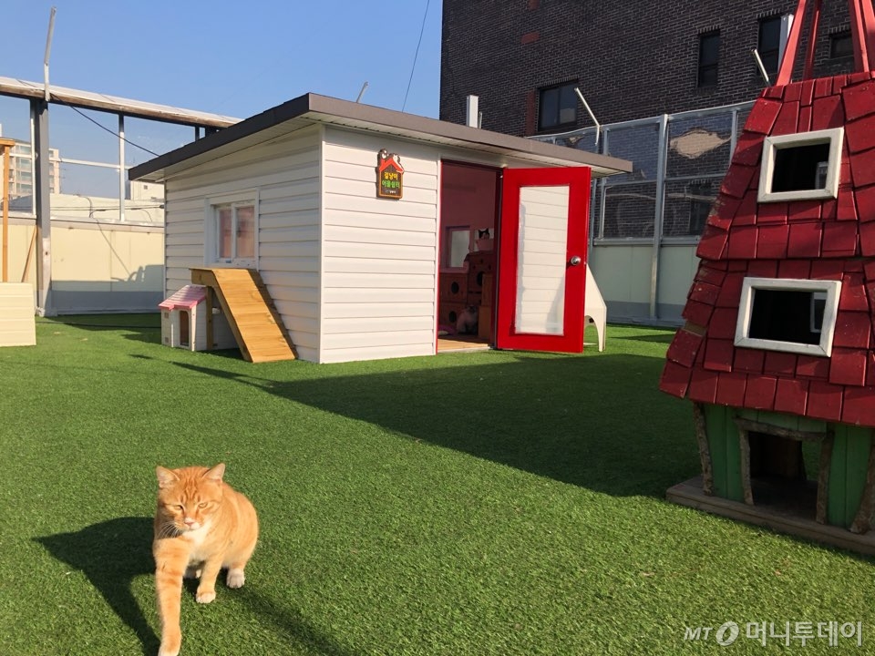 지난 19일 찾은 서울 강동구 성내동 유기동물구조·분양 시설인 '리본센터' 옥상으로 이전한 '어울쉼터'의 모습에서 휴식을 취하고 있는 고양이들의 모습(위). 쉼터 시설에는 동물행동학 권위자 제인 구달 박사가 말한 '인간은 모든 생명체를 보호할 의무가 있다'는 문구가 쓰여 있다. /사진= 유승목 기자