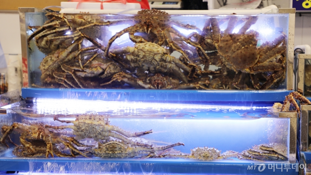 노량진수산시장 수족관에 있는 킹크랩/사진=머니투데이