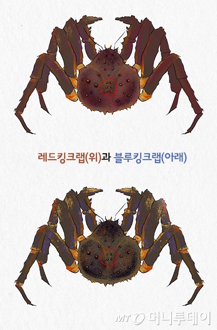 레드킹크랩과 블루킹크랩을 비교한 일러스트/사진=유연수 디자이너