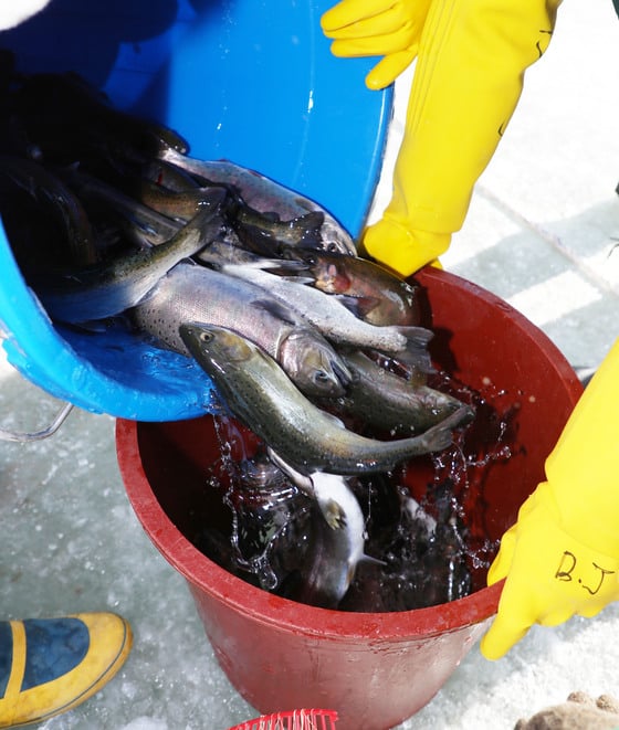 2019화천산천어축제 개막 이틀째인 6일 강원 화천군 축제장에서 축제 관계자들이 산천어를 공급하고 있다. 화천군은 관광객 누구나 짜릿한 손맛을 맛볼 수 있도록 축제기간 약 80만마리(약180톤)를 풀겠다고 밝혔다./사진=뉴스1