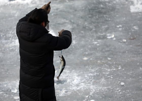 10일 강원 화천군 2019화천산천어축제장 얼음낚시터에서 한 관광객이 산천어를 잡아 올리고 있다./사진=뉴스1