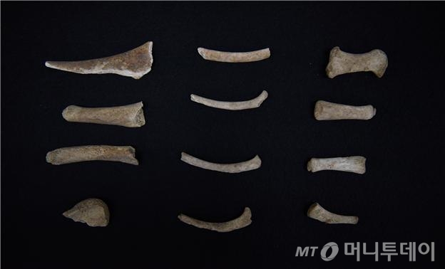 독도 바다사자(강치) 뼈 사진 /사진제공=해양수산부