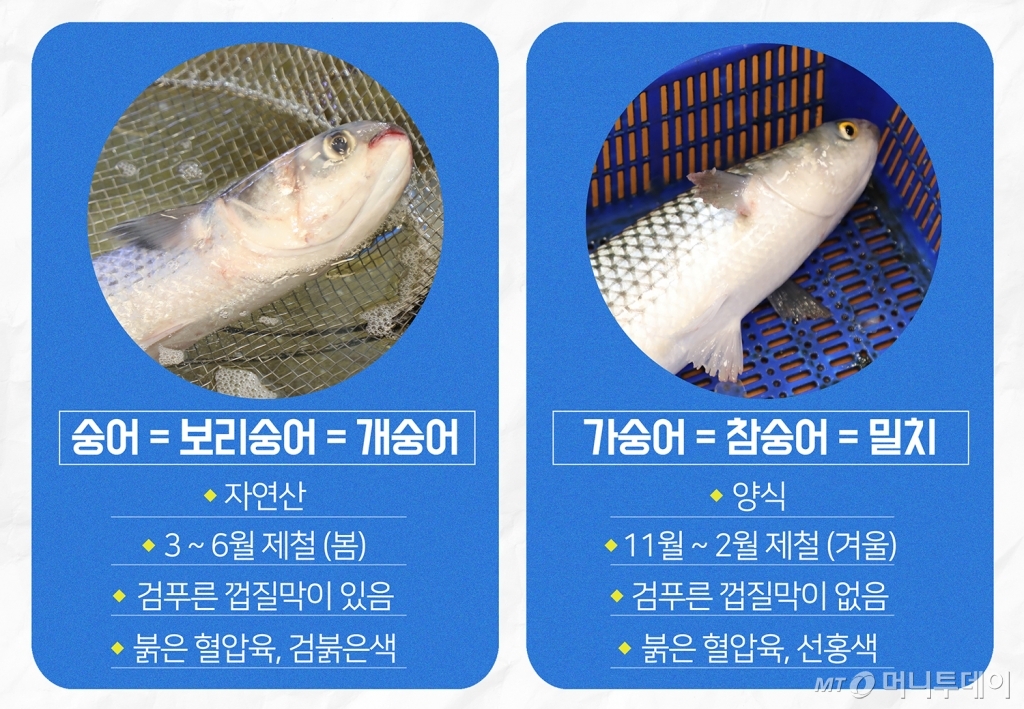 숭어와 가숭어의 특징/디자인=유연수디자이너