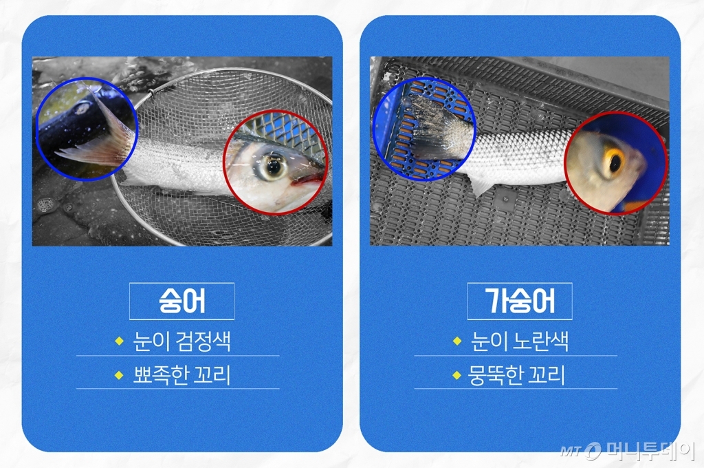 숭어와 가숭어 구별법/디자인=유연수디자이너