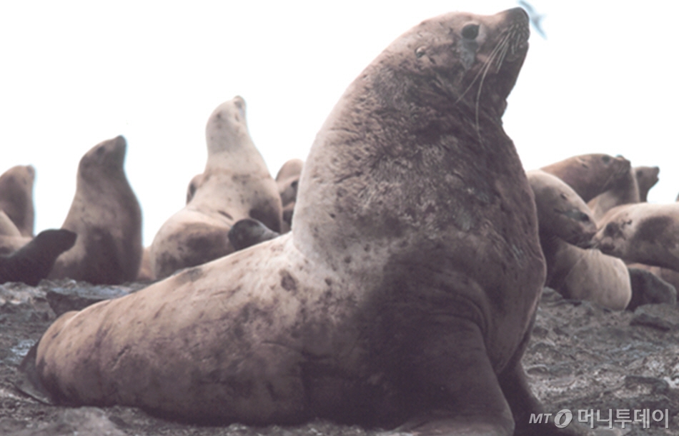 바다사자의 모습 /사진제공=해양수산부