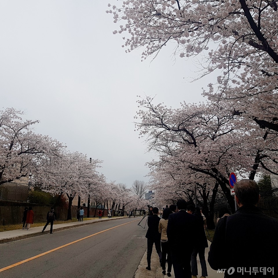 만초천변 옆 벚꽃길 /사진=조한송 기자