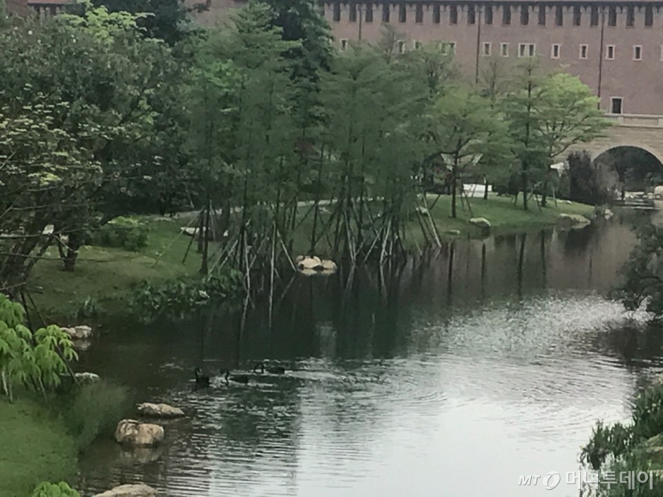 화웨이 옥스 혼 캠퍼스 내 인공호수 위를 헤엄치는 블랙스완/사진=임지수 기자