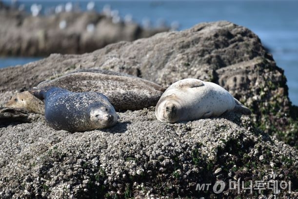 평상시 점박이물범의 모습 /사진제공=해양수산부