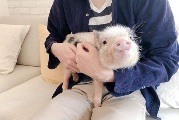 /jpmipig 인스타그램