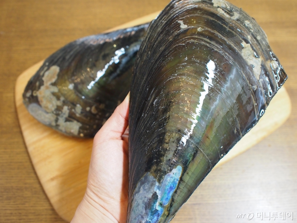 키조개/사진=함혜강에디터