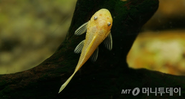 '안시'의 모습 /사진제공=그린피쉬