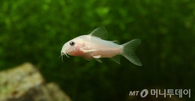 코리도라스의 모습 /사진제공=그린피쉬