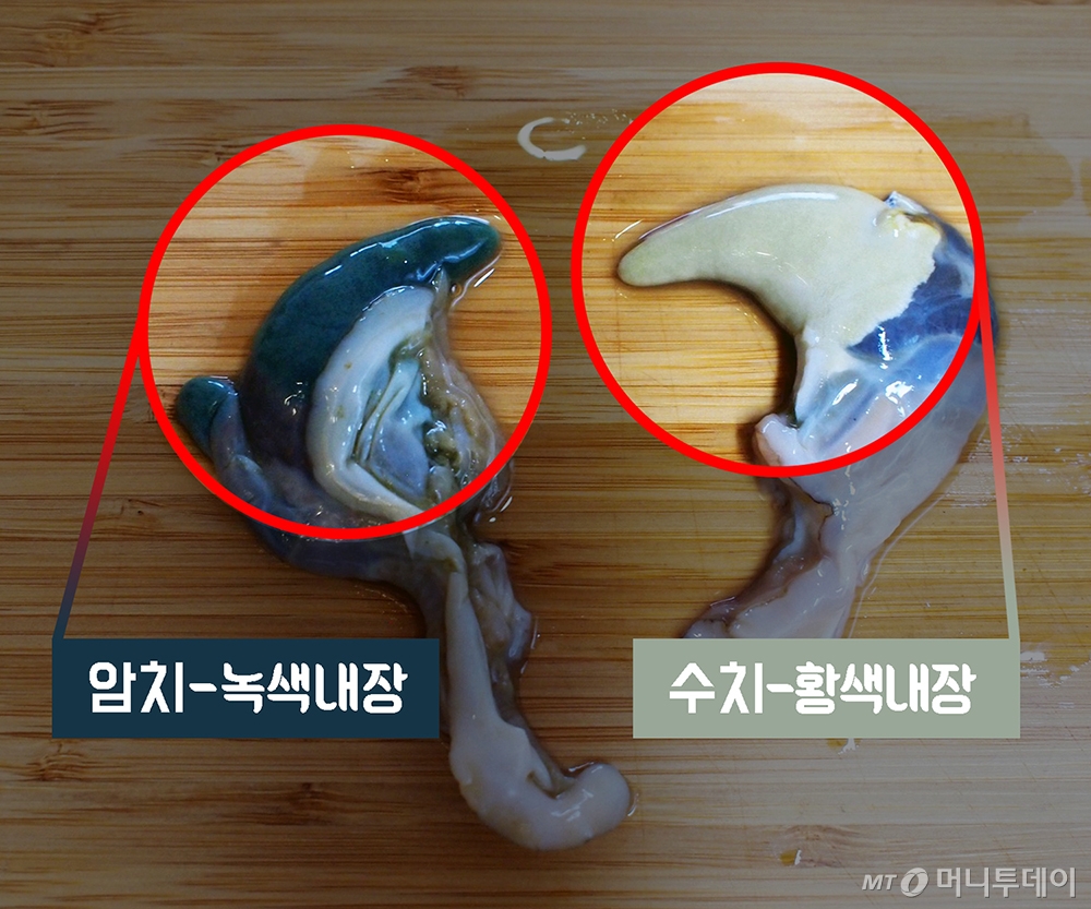 전복의 암수 구별법/사진=머니투데이