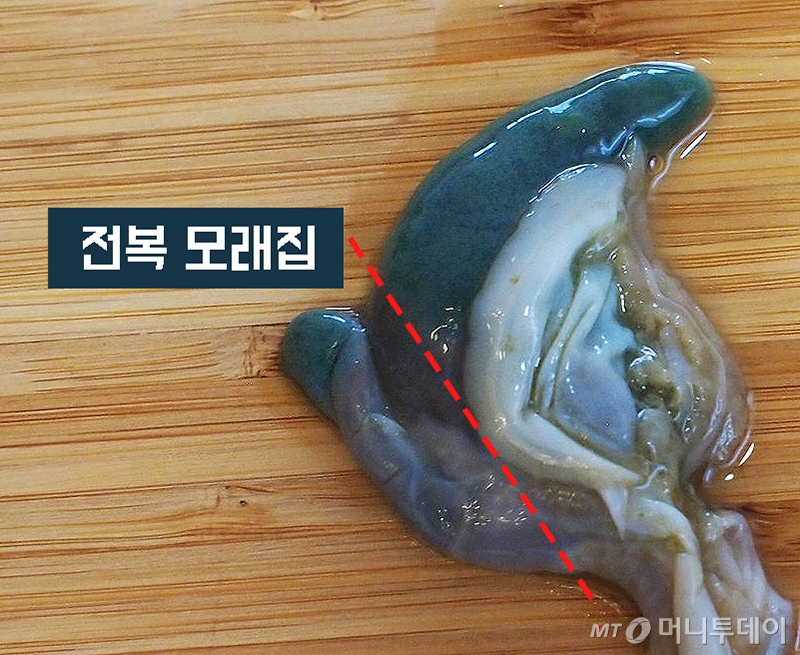 전복 모래집/사진=머니투데이