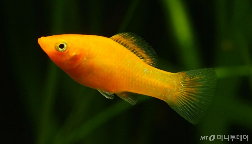 구피와 합사가 가능한 몰리 종류 /사진제공=그린피쉬