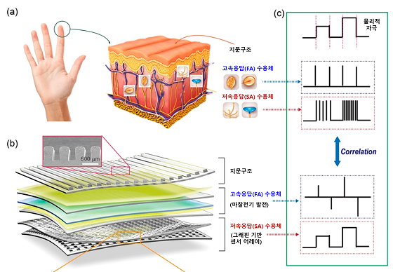 인간 피부 내 감각 수용체(a)와 인공피부(b) 각각에서 발생하는 전기 신호 분석(c)<br><br>인간의 손가락 피부와 피부 내 다양한 감각 수용체(a)를 모사해 지문과 마찰전기 기반의 고속 응답(FA, Fast Adaptive) 수용체, 그래핀 센서 기반의 저속 응답(SA, Slow Adaptive) 수용체 등으로 구성된 인공피부(b)를 잘 보여준다. 이 때 실제 사람의 피부 감각 수용체에 의해 형성되는 전기신호와 본 연구를 통해 개발된 인공피부의 전기신호를 비교한 모습(c)이다/자료=DGIST