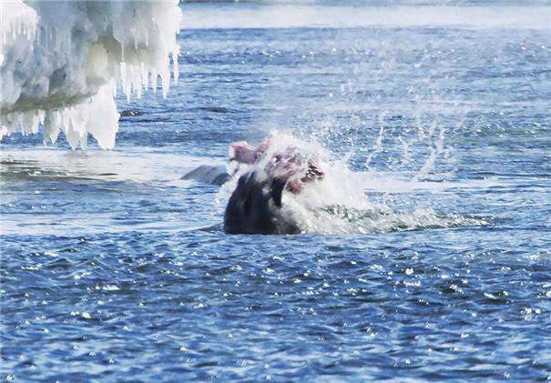 웨델물범이 아델리펭귄을 사냥하는 모습/사진=극지연