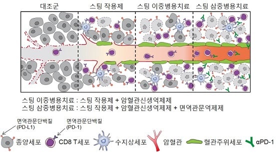 스팅 작용제를 이용한 면역항암치료법(모식도)<br><br>면역항암제에 내성을 보이는 암에 스팅 작용제를 투여하면 종양 내 킬러 세포인 T 세포가 증가할 뿐 아니라 비정상적인 암혈관을 억제한다. 이러한 효과는 암혈관신생억제제, 면역항암제를 동시에 투여할 때 더욱 강력해진다. (그림 : 차의과학대학교 제공)