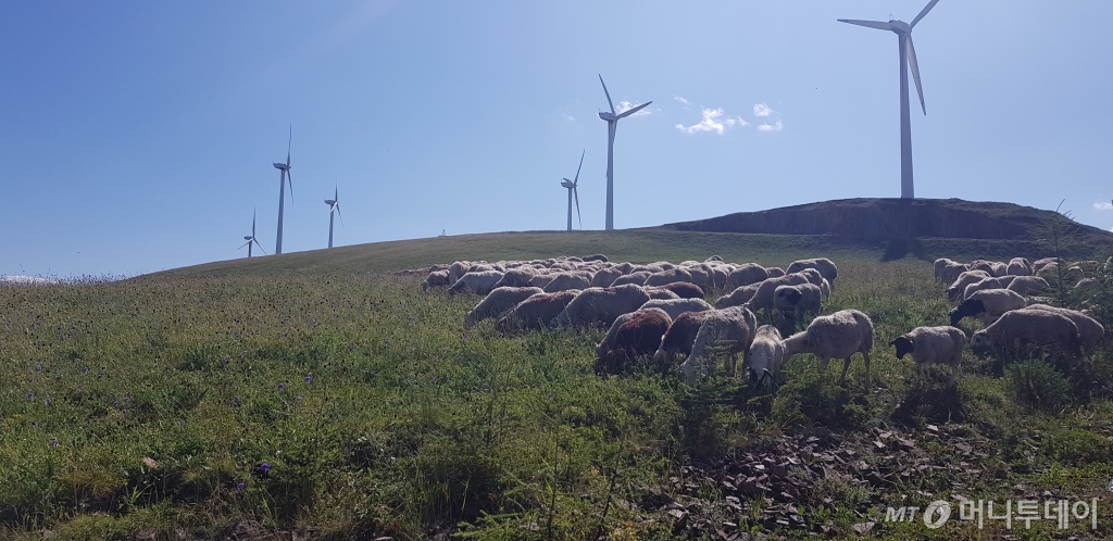 새한패 발전소의 풍력발전기 밑에는 양떼 수백마리가 한가로이 풀을 뜯고 있었다. 탁 트인 지형 덕분에 소음은 거의 발생하지 않았다. /사진=최우영 기자