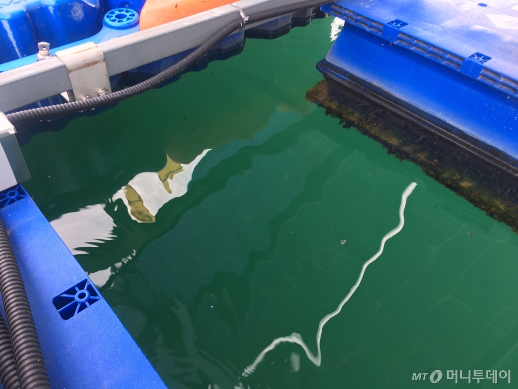 청풍호 수상태양광발전소 모듈 아래로 치어들이 눈에 띄었다./사진=우경희 기자