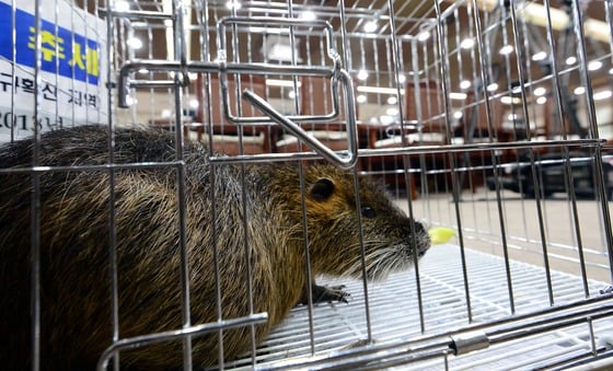 환경부에 대한 국회 환경노동위원회의 국정감사가 정회된 7일 오후 정부세종청사 환경부 국정감사장에 김용남 의원이 가져온 뉴트리아가 놓여있다. 이 날 환노위의 첫 환경부 국정감사는 오전 내내 여야간 기업인 증인 채택을 놓고 공방을 이어가다 오후들어 정회됐다. 2014.10.7/뉴스1  <저작권자 © 뉴스1코리아, 무단전재 및 재배포 금지>