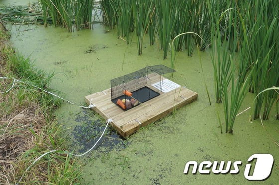 뉴트리아 포획에 사용되는 '인공섬 트랩'(사진제공=원주지방환경청)/ News1 제공
