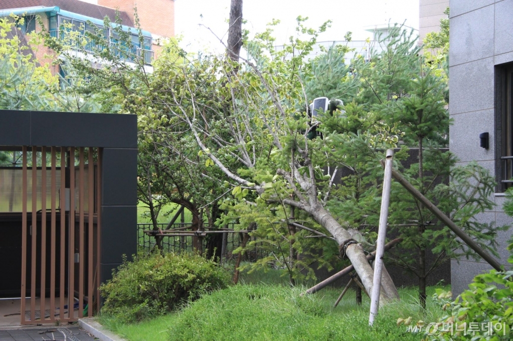 7일 태풍 '링링'이 동반한 강풍으로 인해 서울 동작구 모 아파트 단지 가로수가 쓰러졌다. /사진=독자 제공
