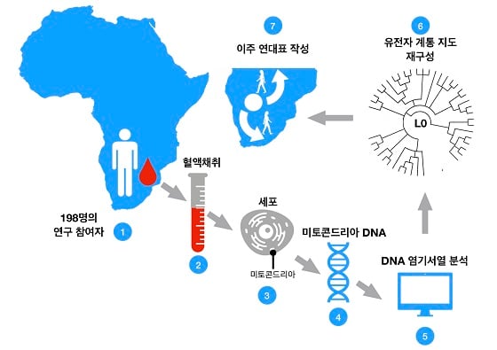 혈액 샘플로부터 L0 유전자 뿌리를 추적하는 과정/자료=IBS