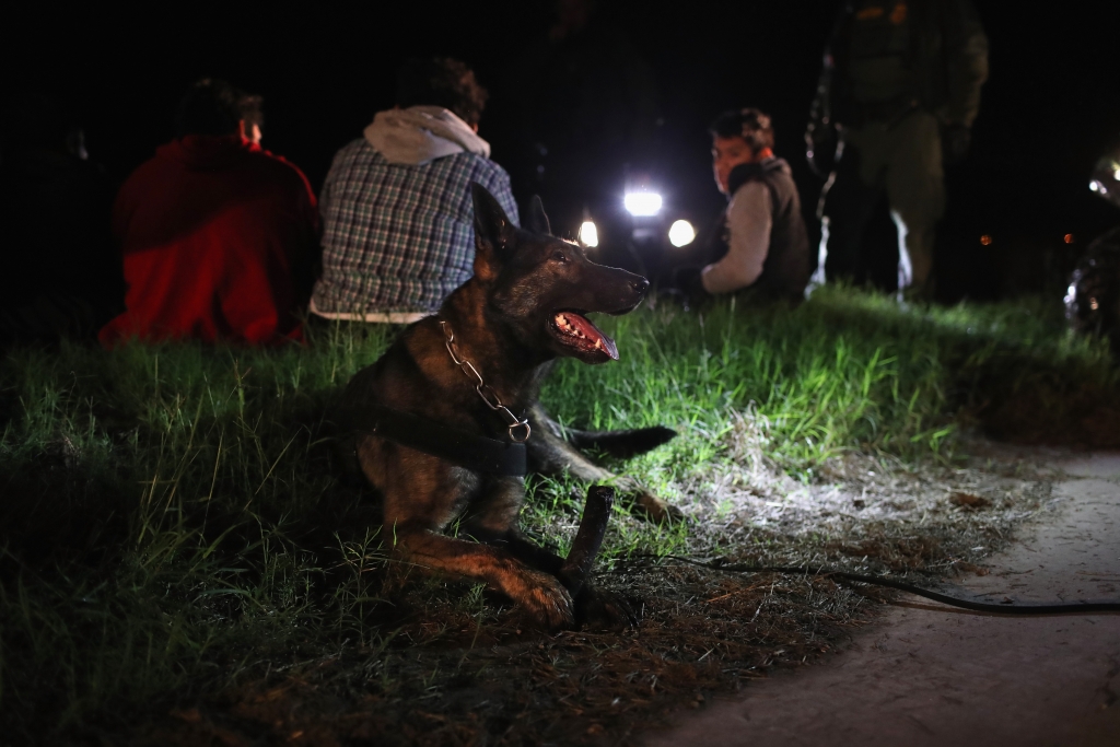 미국 텍사스 인근 국경에서 임무를 수행 중인 군견. /사진=AFP