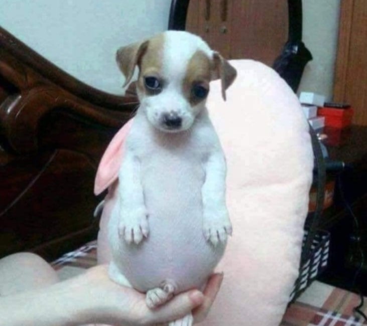 고구마를 먹고 살찐 개. / 사진 = 온라인 커뮤니티